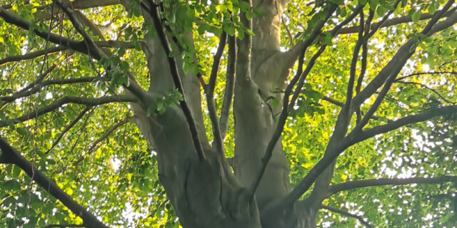 Die Stadt als Organismus und Stätte des Lebens